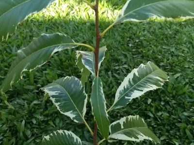 Castanheiro de folha tigrada variegata