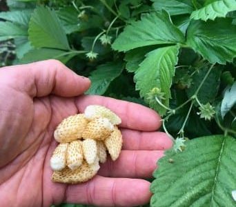 Morangueiros de fruto amarelo super doce de sabôr a caramelo