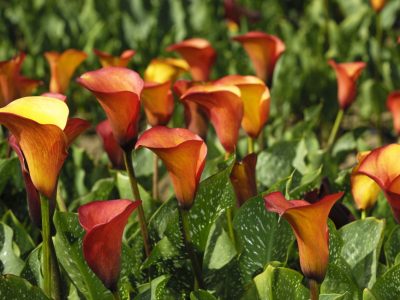 Orange lilies