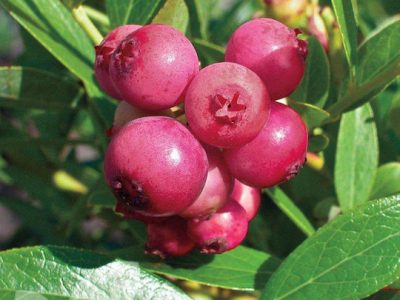 Mirtilo de fruto Vermelho