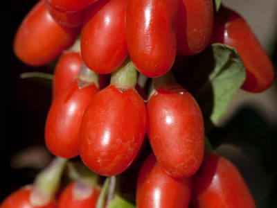 Goji Vermelho