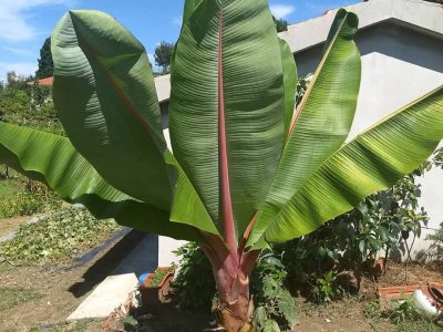 BANANEIRA GIGANTE VERMELHA