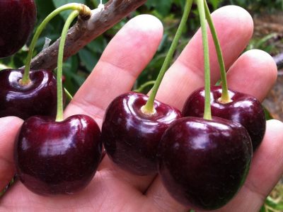 Cerejeira de fruto gigante