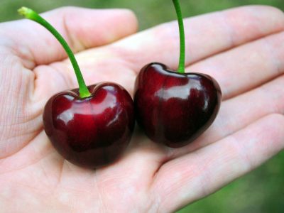 Cerejeira de fruto gigante