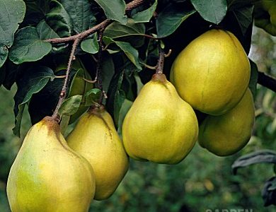 Marmeleiro de fruto em forma de pêra