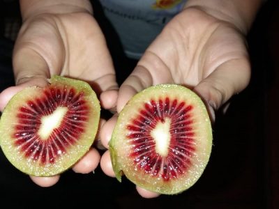 Kiwi Vermelho Grande