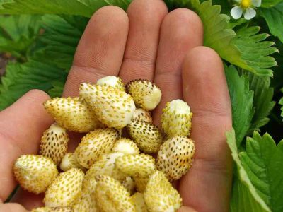 Morangueiros de fruto amarelo super doce de sabôr a caramelo