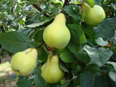 Marmeleiro de fruto em forma de pêra