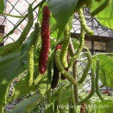 Árvore da amoreira de fruto gigante comprido preto.