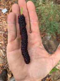 Árvore da amoreira de fruto gigante comprido preto.