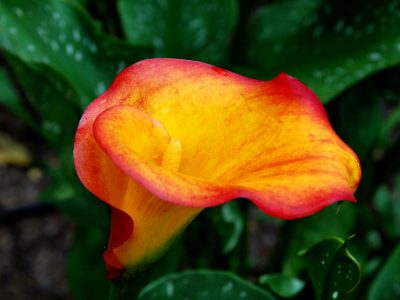 Orange calla