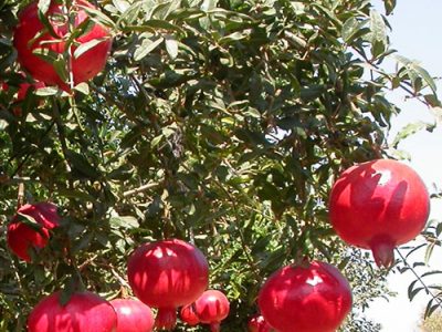 Pomegranate