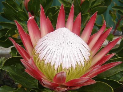 Protea