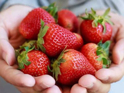 Morangueiros de fruto grande de temporada longa