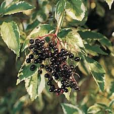 Sabugueiro Variegata Tigrado