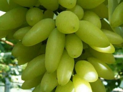 Videira de uvas Dedo de Dama Branca