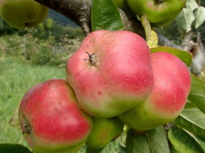 Macieira de fruta em forma de estrela