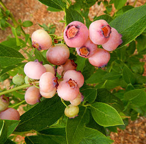 Mirtilo de fruto Côr de rosa