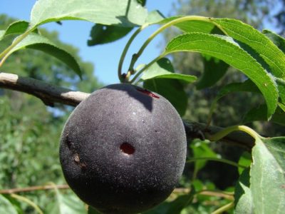 Hibrido Almeixa – Preto de Veludo