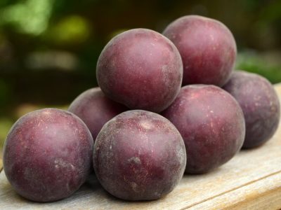 Alperce Preto “Cereja” – Hibrido (Amerce-pluot)