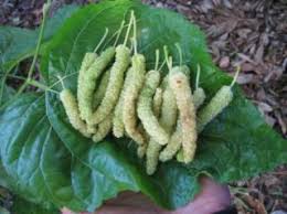 Árvore da amoreira de fruto gigante comprido branco.