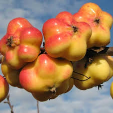 Macieira de fruta em forma de estrela