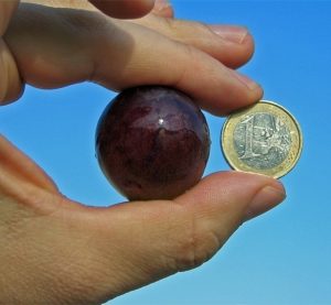 Videira de uvas Gigantes do Japão