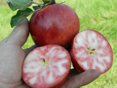 Macieira de maçãs de sangue doce malhada