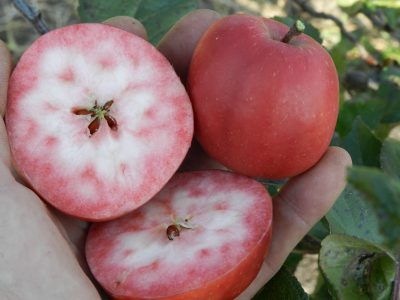 Macieira de maçãs de sangue doce malhada