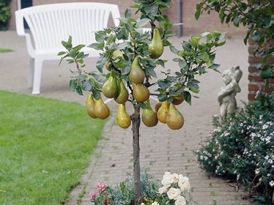 Pereira de Vaso de Fruto Amarelo