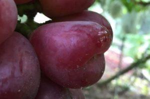 Videira de Uvas do meu Coração Tinto