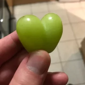 Videira de Uvas do meu Coração Branco