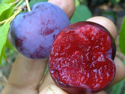 Ameixeira de Sangue