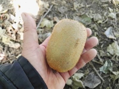 Kiwi Gigante