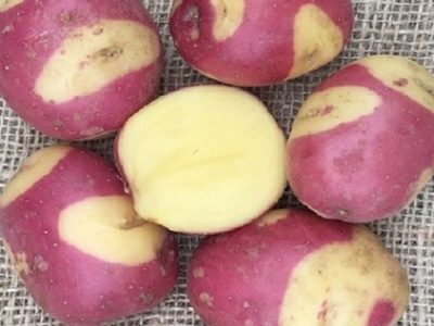 BATATAS TIGRE ROSA Gourmet