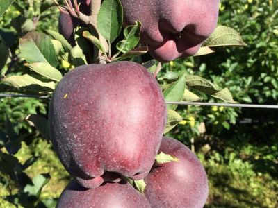 Macieira de maçã Preta Italiana