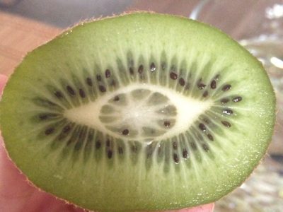 Kiwi Gigante