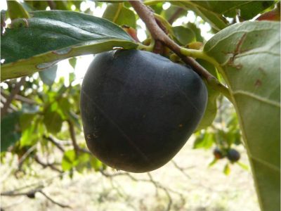 Diospireiro de fruto Preto Russo