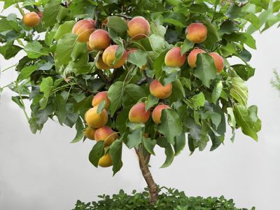 ALPERCE ANÃO para VASO, BONSAI, VARANDA e PEQUENOS ESPAÇOS