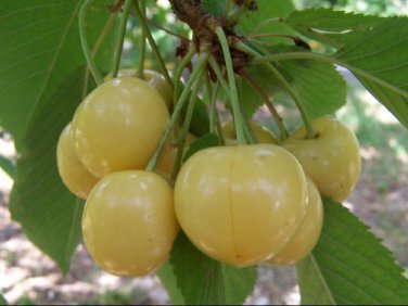 Cerejeira de fruto Branco