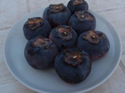 Diospireiro de fruto Preto Russo