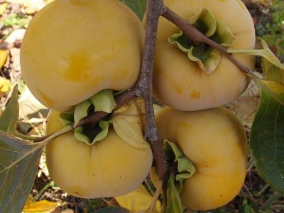 Diospireiro de fruto Amarelo