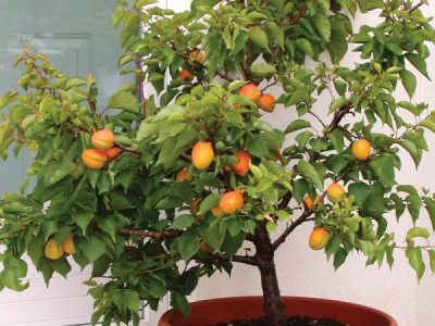 ALPERCE ANÃO para VASO, BONSAI, VARANDA e PEQUENOS ESPAÇOS