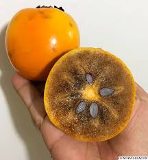 Diospireiro de fruto de sabor a Canela