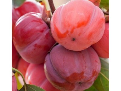 Diospireiro de fruto Vermelho Chinês