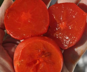 Diospireiro de fruto Vermelho Chinês