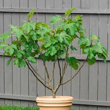 Figueira anã para Vaso, Bonsai, Varanda e pequenos espaços