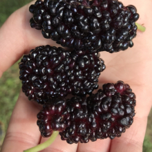 Árvore da amoreira de fruto gigante redondo preto.