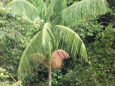 Palmeira do Açai de frio – Juçara