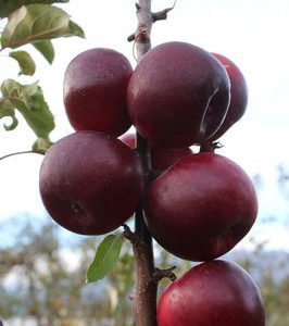 MACIEIRA de MAÇÃ PRETA compativel com VASO, BONSAI, VARANDA e PEQUENOS ESPAÇOS